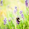 Bumble bee on purple lavender flowers