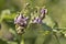 Bumble bee on purple nightshade flower