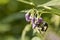 Bumble bee on purple nightshade flower