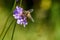 Bumble bee on purple scabiosa blossom