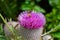 Bumble bee on a purple woolly thistle.