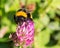 Bumble bee on a red clover flower