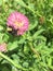 Bumble Bee on Red Clover flower