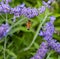 Bumble bee on Russian sage