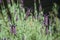 Bumble bee sampling Spanish lavender - horizontal