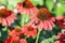 A bumble bee on a scarlet daisy daisy-like coneflowers or Echinacea in the garden