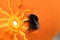 Bumble bee sitting on a bright orange cloth with sun pattern