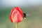 Bumble bee sitting on a bright red Bud of Tulip