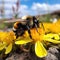 Bumble bee sitting on a flower closeup macro view