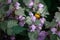 Bumble-bee sitting on flowers. Close-up with one bee within summer flowers. .