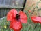 Bumble bee sitting on a red flower