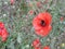 Bumble bee sitting on a red flower