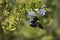 Bumble bee sitting on a small white flower