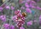 Bumble Bee on small pink & white flowers