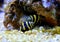 Bumble Bee Snail - Engina sp.