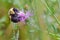 Bumble bee species feeding / pollinating on a purple wildflower in the Crex Meadows Wildlife Area in Northern Wisconsin