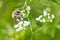 Bumble bee species feeding / pollinating on a white wildflower in Minnesota