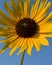 A bumble bee sucking nectar from a large sunflower