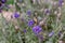 Bumble Bee sucking nectar from lavender on a summers day