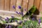 Bumble Bee sucking nectar from lavender on a summers day