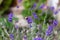 Bumble Bee sucking nectar from lavender on a summers day