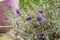 Bumble Bee sucking nectar from lavender on a summers day