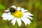 Bumble bee sucks flower nectar from daisies