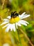 Bumble bee sucks flower nectar from daisies