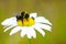 Bumble bee sucks flower nectar from daisies