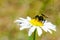 Bumble bee sucks flower nectar from daisies