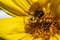 Bumble bee on sunflower