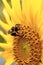 Bumble Bee on a Sunflower