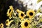 Bumble bee and sunflowers in summer