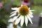 A bumble bee on a white daisy-like coneflowers or Echinacea in the garden