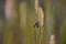 Bumble Bee on Wild Grass