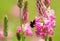 Bumble Bee on wild pink flower