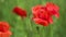 Bumble Bee and Wild Red Poppy Flower in the Meadow Field, Spring Season