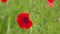 Bumble Bee and Wild Red Poppy Flower in the Meadow Field, Spring Season