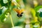 Bumble bee on a wildflower