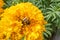 Bumble bee on yellow blooming marigold. Beauty in nature
