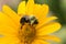 Bumble Bee on a Yellow Flower