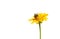Bumble bee on yellow flower daisy isolated