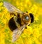 Bumble Bee on Yellow Flowers