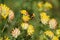 A bumble bee on yellow hop trefoil flowers