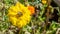 Bumble bee on a yellow marigold pollinating the flower in a permaculture garden, used as a companion plant for pest control in