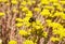 Bumble-bee and yellow sedum flowers