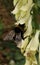 Bumble-beeBombus terrestrisMacea Botanical Garden, Arad County, Romania