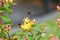 Bumble bees collect pollen from yellow hypericum flowers.