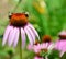 Bumble bees on coneflower