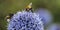 Bumble Bees on Echinops